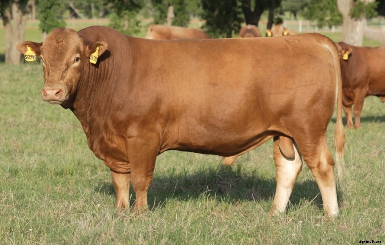 American-Akaushi-Bull